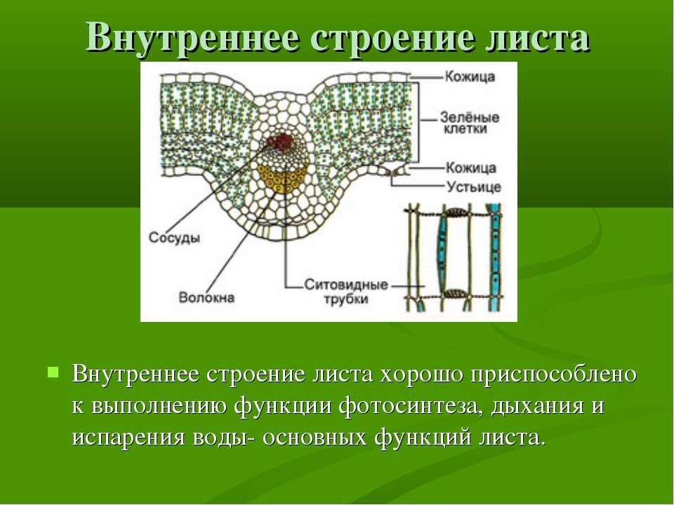 Клетка кожицы листа одуванчика. Внутреннее строение листа. Внутренняя структура листа. Клеточное строение листа.