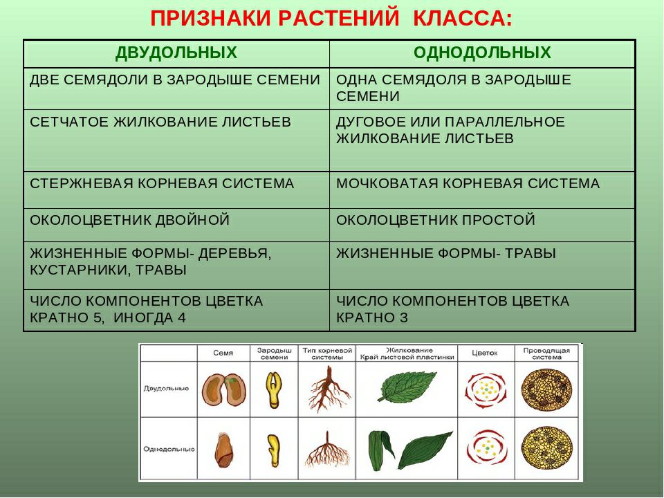 Двудольные голосеменные однодольные папоротниковые диаграмма цветка