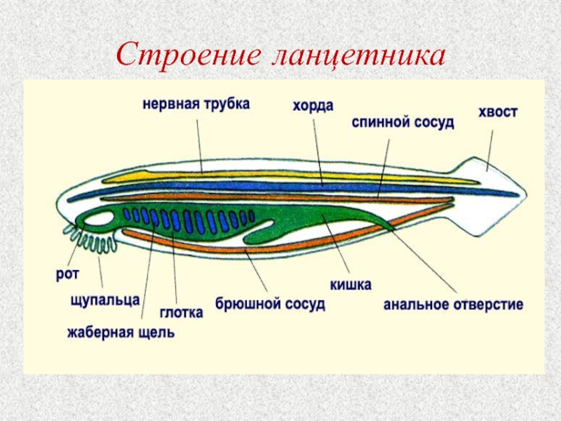 Схема строения хордовых