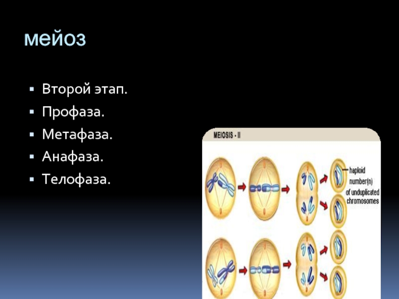 Телофаза мейоза 2 рисунок