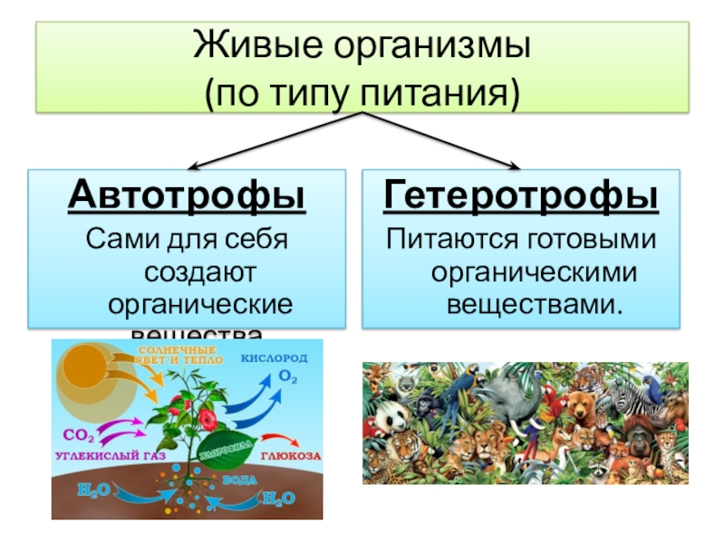 Гетеротрофы и автотрофы схема