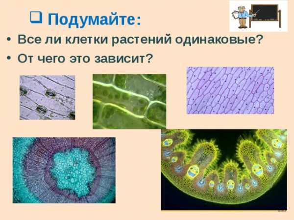 Проект про растения 5 класс по биологии