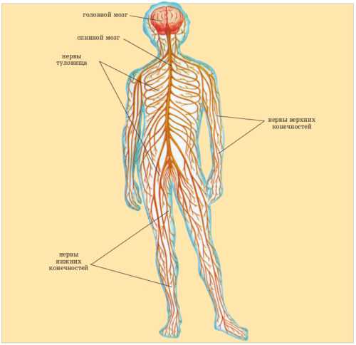 Реферат по теме Основные части центральной нервной системы