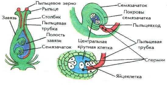 Двойное оплодотворение у цветковых растений презентация