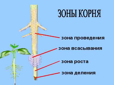 Определите какие из его корней принадлежат отрезку 2 корень из 10