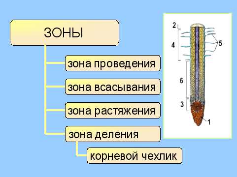 Определите какие из его корней принадлежат отрезку 2 корень из 10