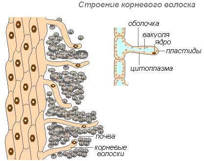 Рассмотрите рисунок объясните какое значение имеют корневые волоски в жизни растений какова роль