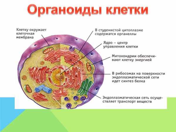 Как называется органоид изображенный на рисунке