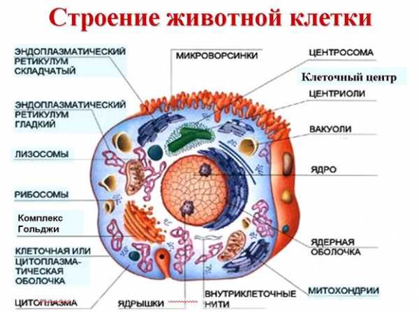 Пользуясь графическими изображениями рисунками определите какие органоиды характерны для данных