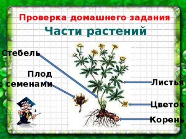 План конспект по окружающему миру 3 класс охрана растений