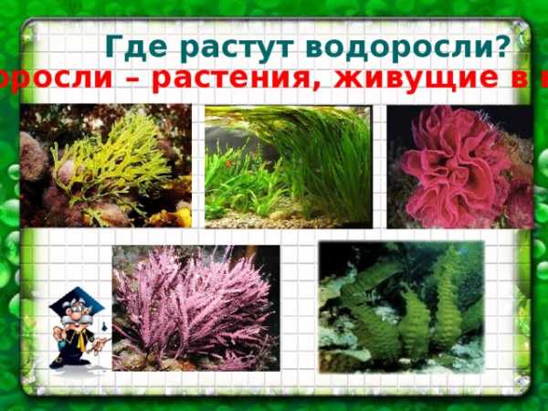 Проект по окружающему миру 3 класс разнообразие природы родного края саратовская область