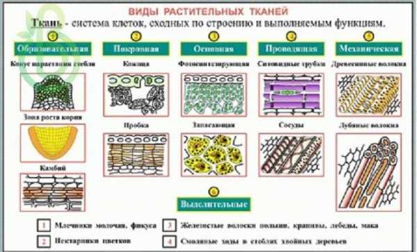 Проводящая ткань рисунок