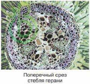 На каком рисунке изображена проводящая ткань