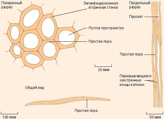 Проводящая ткань рисунок