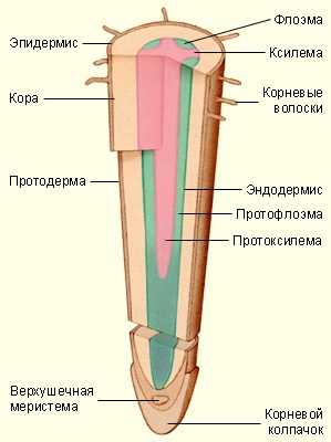 Проводящая ткань рисунок