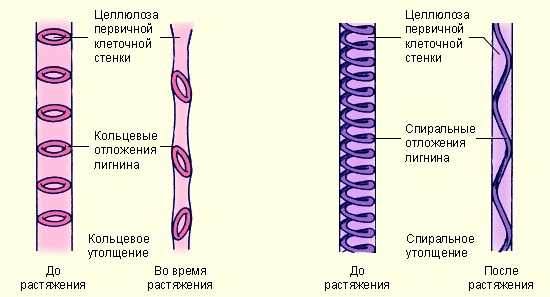 Проводящая ткань рисунок