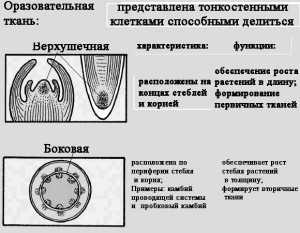 Основная ткань на рисунке обозначена буквой