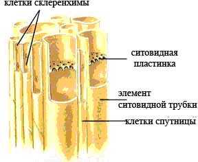 На каком рисунке изображена проводящая ткань