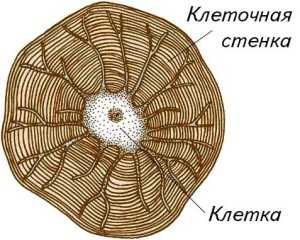 Проводящая ткань рисунок