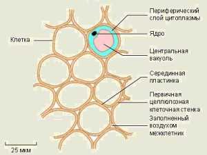 Проводящая ткань рисунок