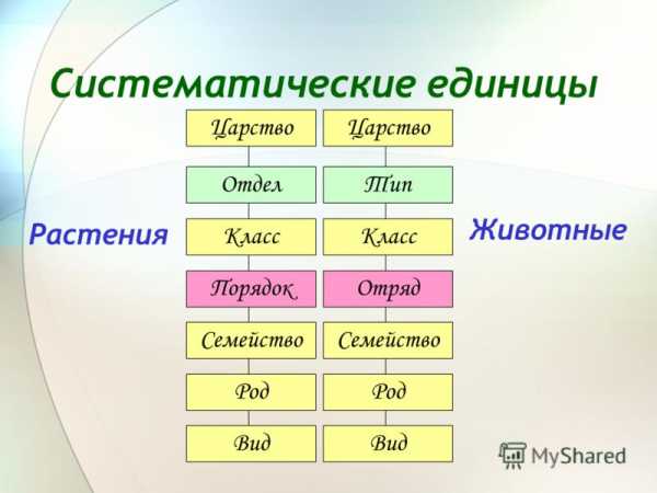 Какая последовательность из предложенных правильно отражает схему классификации растений вид род