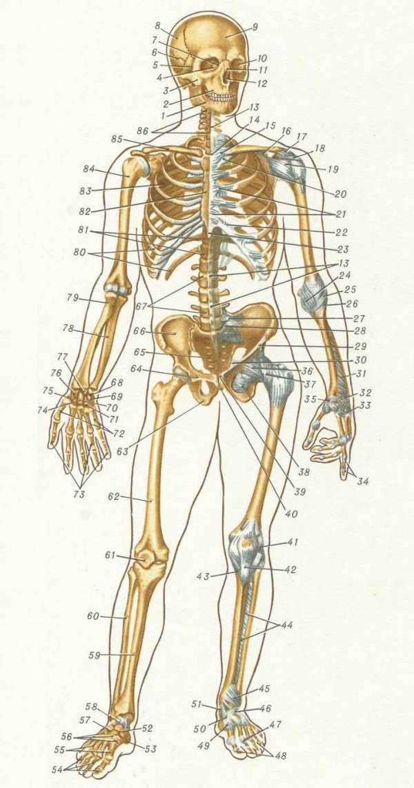 Скелет Человека С Органами Фото