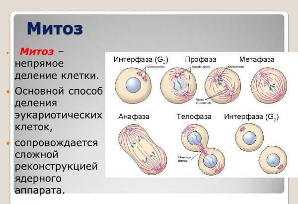 Какая стадия митоза изображена на рисунке