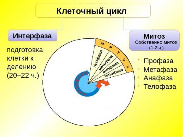 Митоз и мейоз таблица по фазам с рисунками