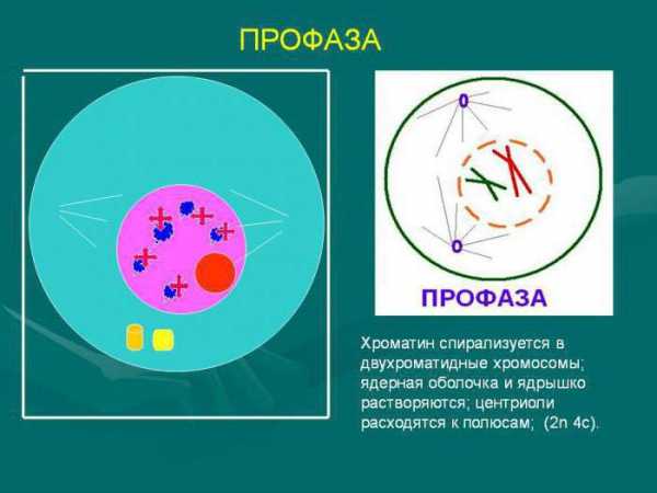 Стадии митоза картинки