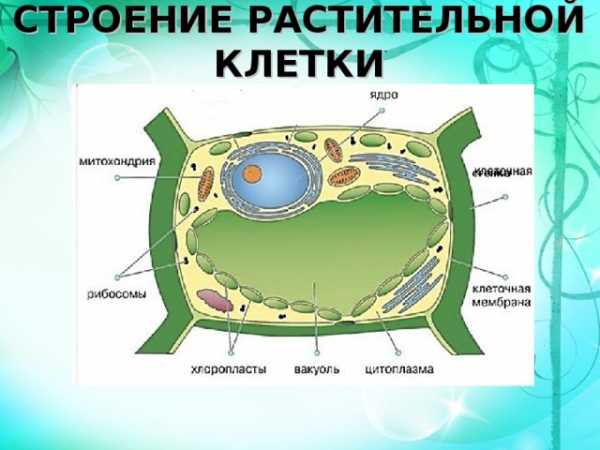 Процессы растительной клетки