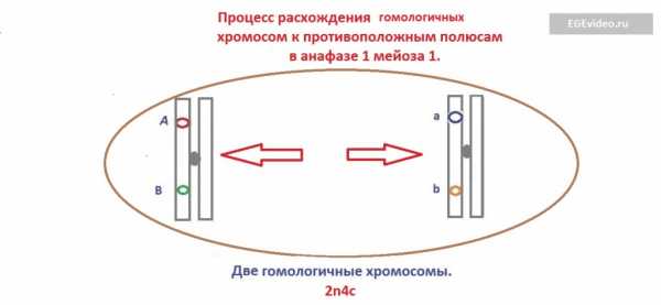 Каким номером на рисунке обозначена фаза мейоза