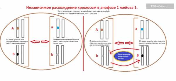 Каким номером на рисунке обозначена фаза мейоза