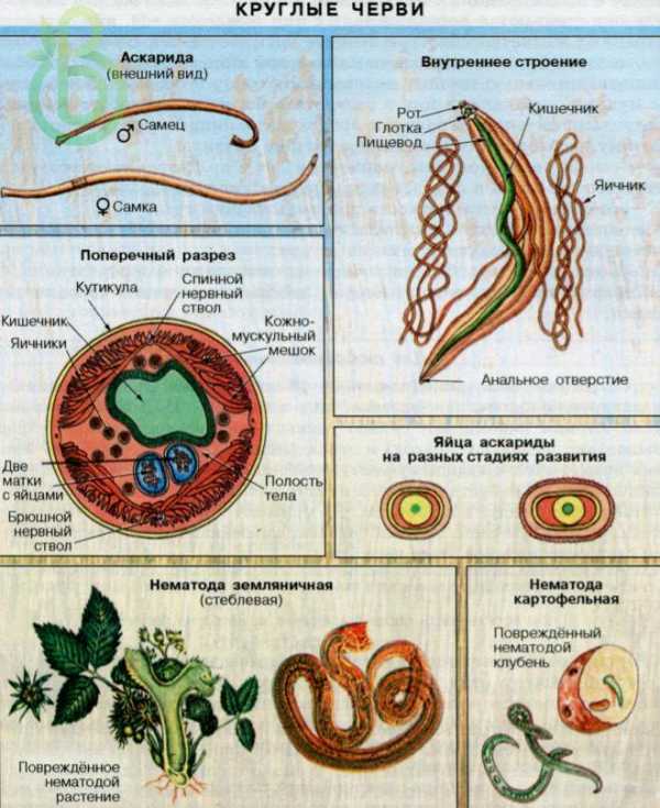 Схема строения круглых червей