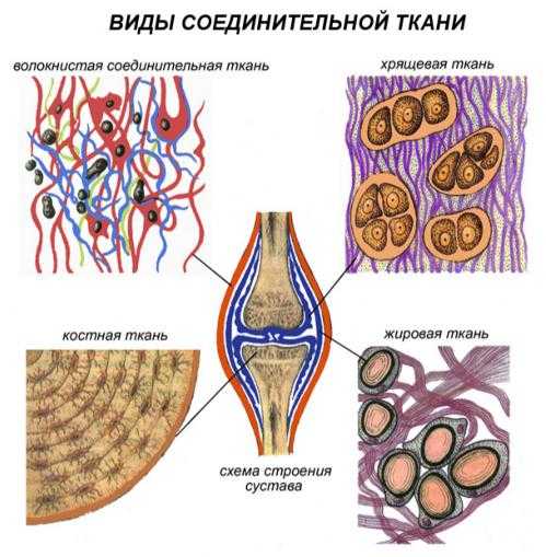 Какими буквами обозначены изображения соединительной ткани